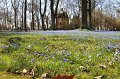 Scilla   008